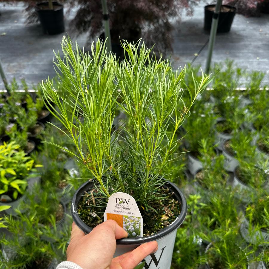 Amsonia hubrichtii String Theory