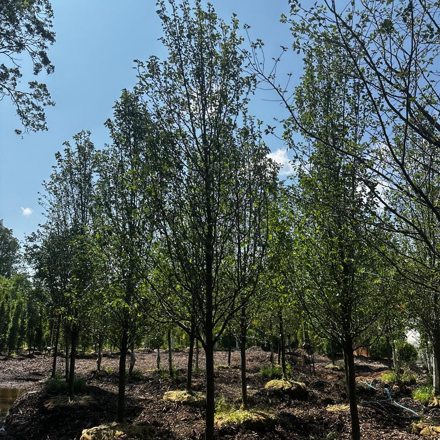 Pyrus calleryana Cleveland Select