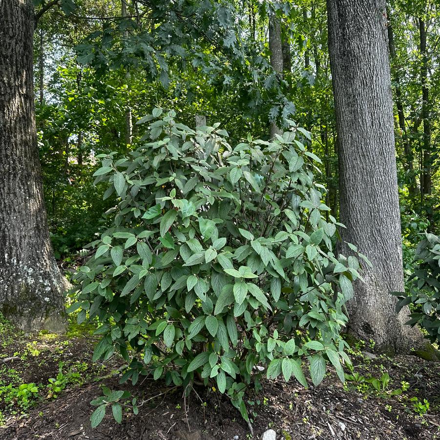 Viburnum x rhytidophylloides Alleghany