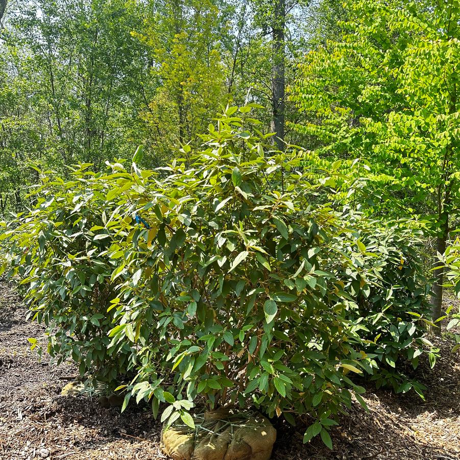 Viburnum x rhytidophylloides Alleghany