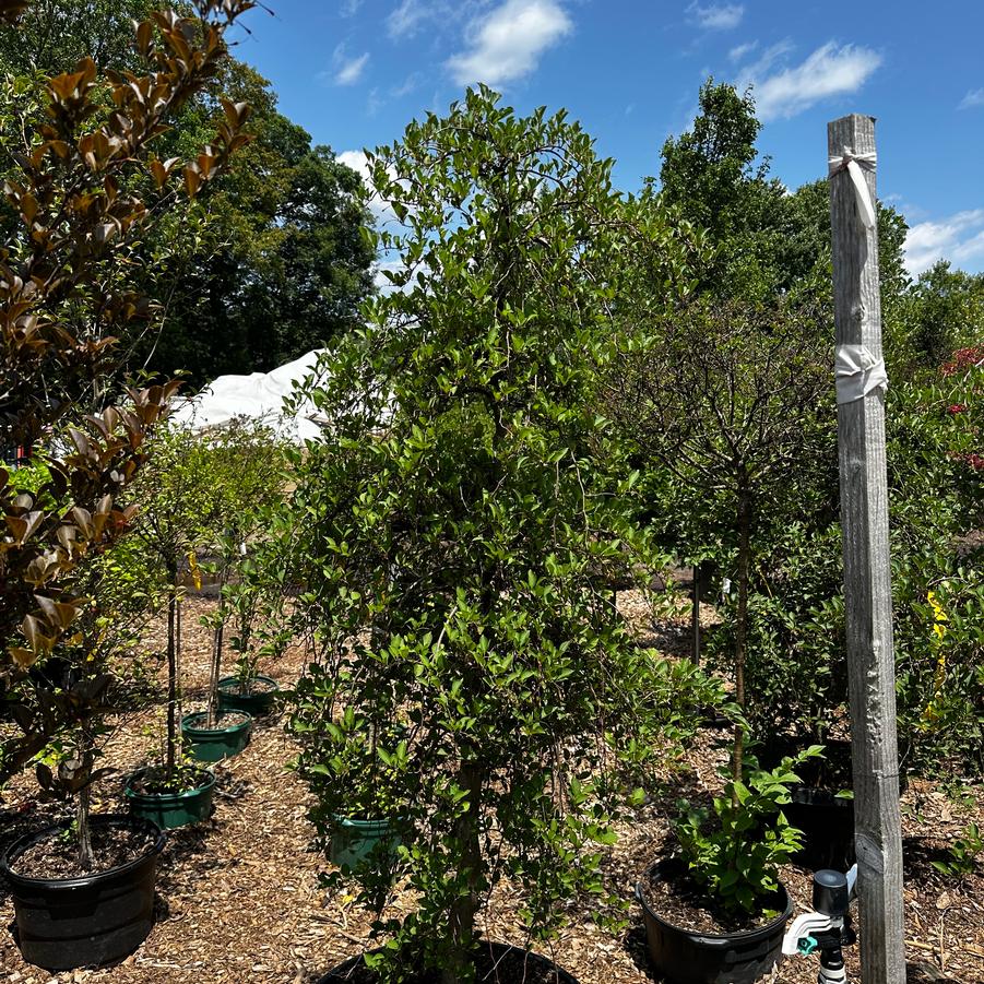 Styrax japonicus Fragrant Fountain