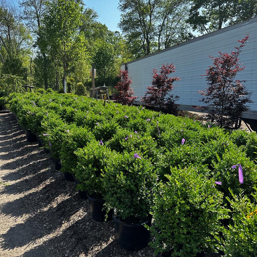 Buxus Green Mountain