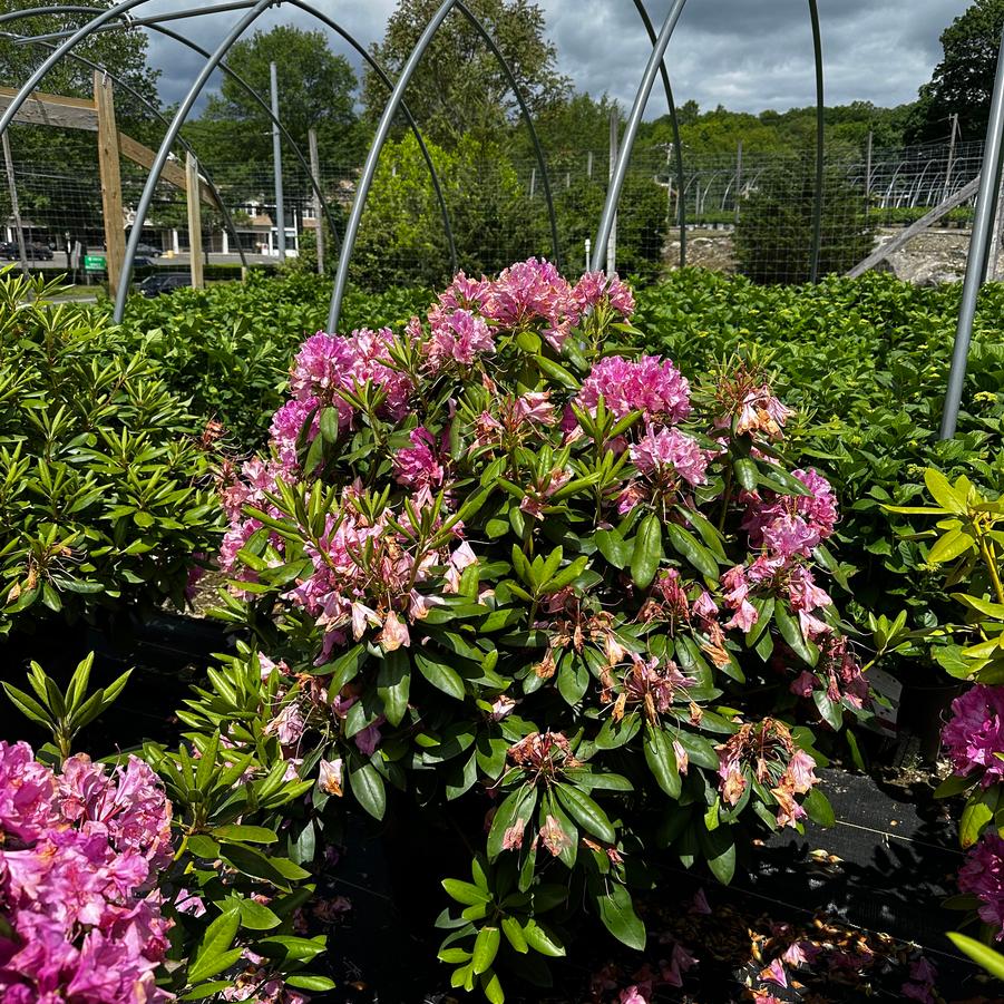 Rhododendron Roseum Elegans