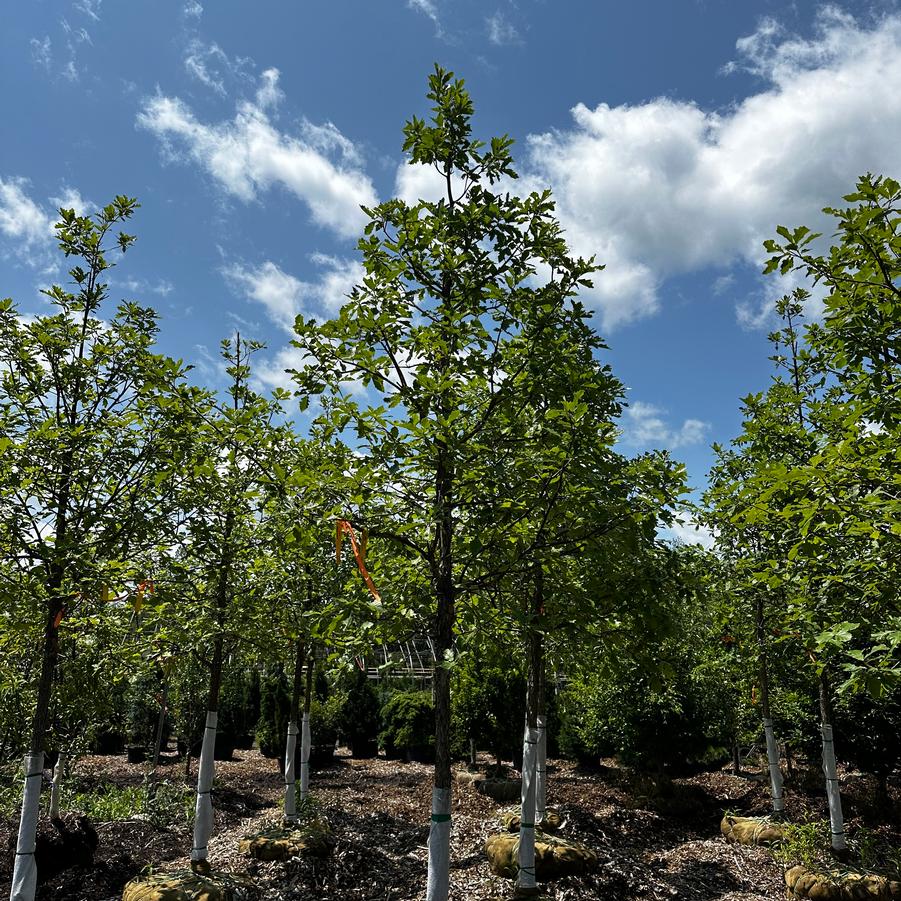 Quercus bicolor