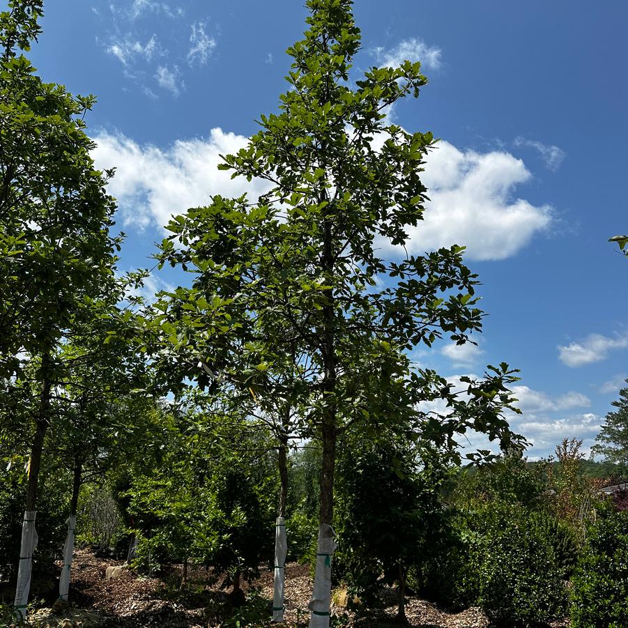 Quercus bicolor