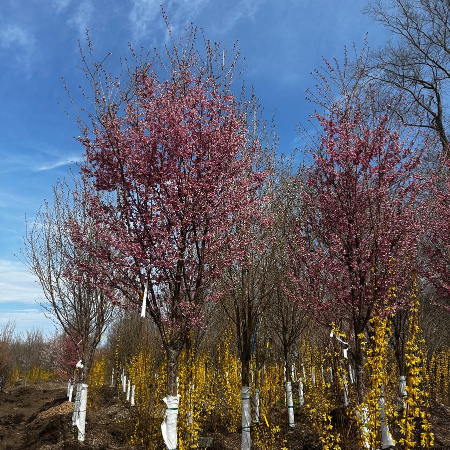 Prunus x incamp Okame
