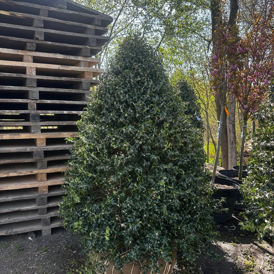 Ilex x aquipernyi Dragon Lady®