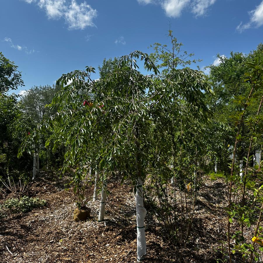 Prunus subhirtella var. pendula