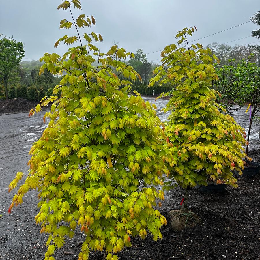 Acer shirasawanum Moonrise™