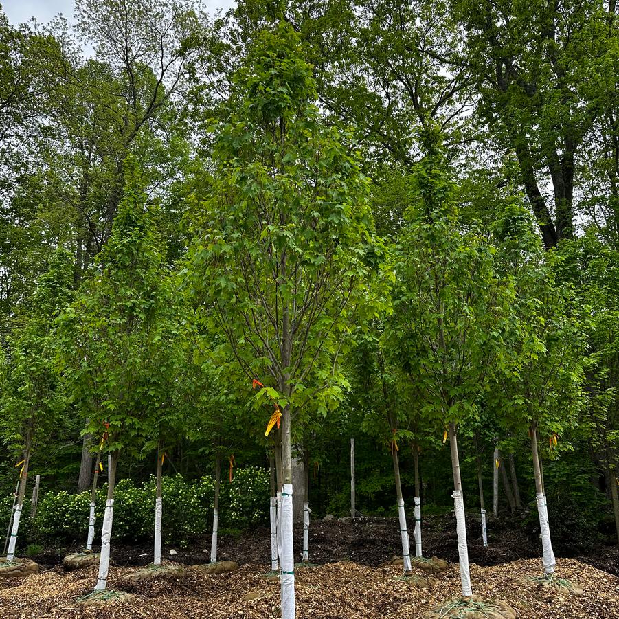 Acer rubrum Karpick