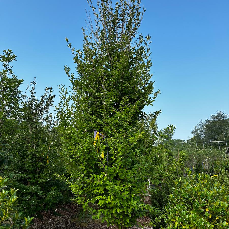 Stewartia pseudocamellia