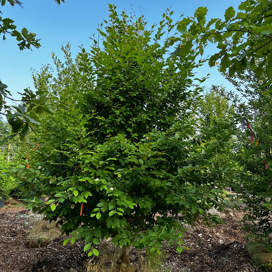 Stewartia pseudocamellia