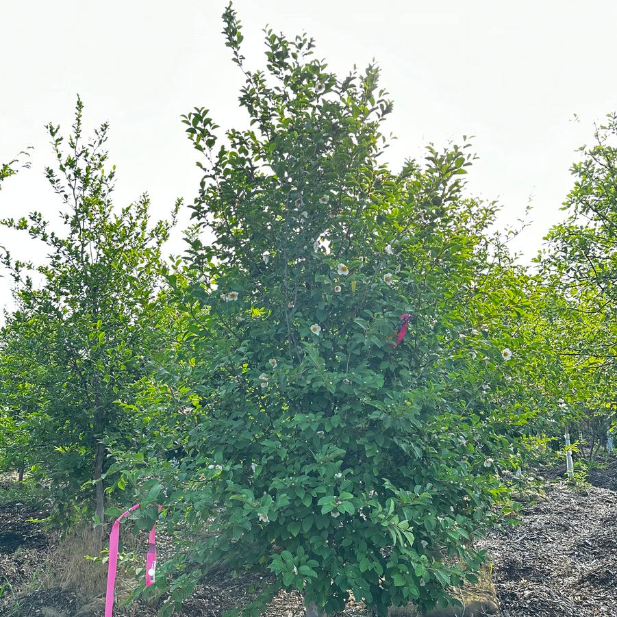 Stewartia pseudocamellia