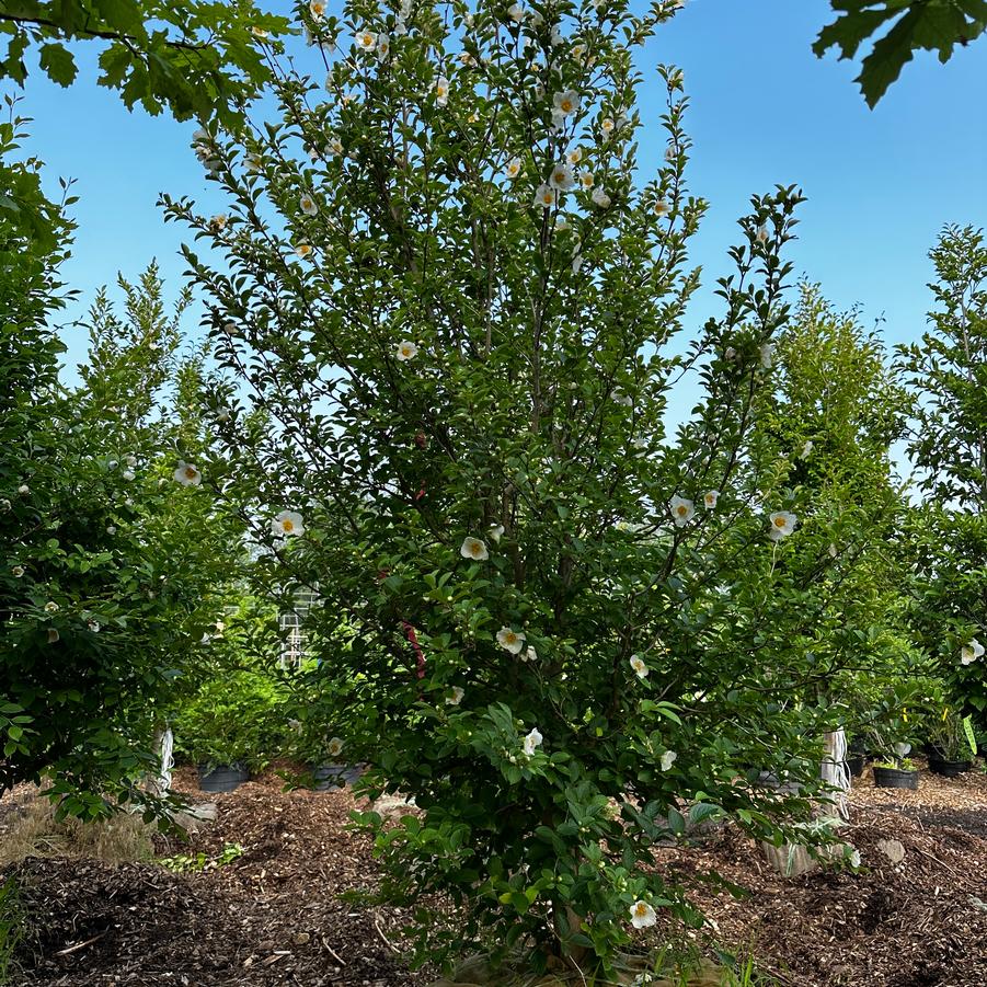 Stewartia pseudocamellia