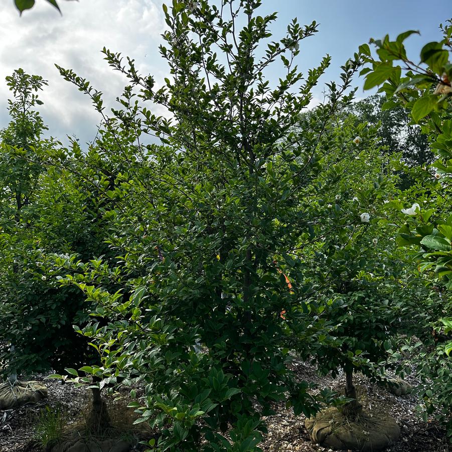 Stewartia pseudocamellia