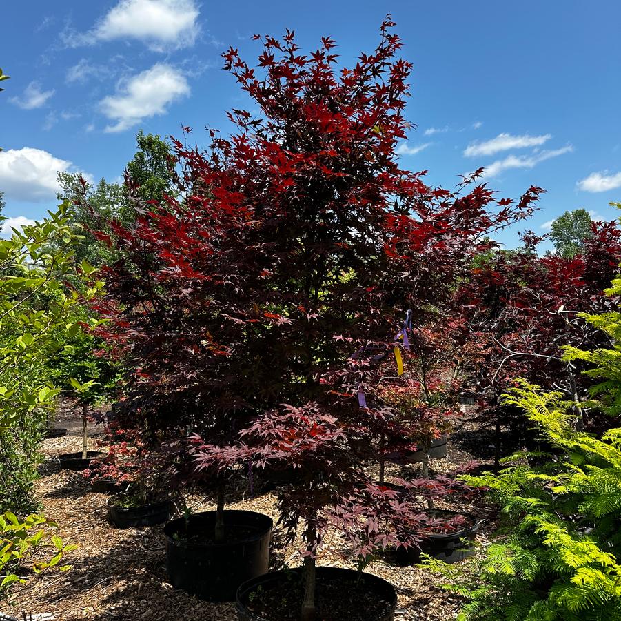 Acer palmatum var. atropurpureum Bloodgood