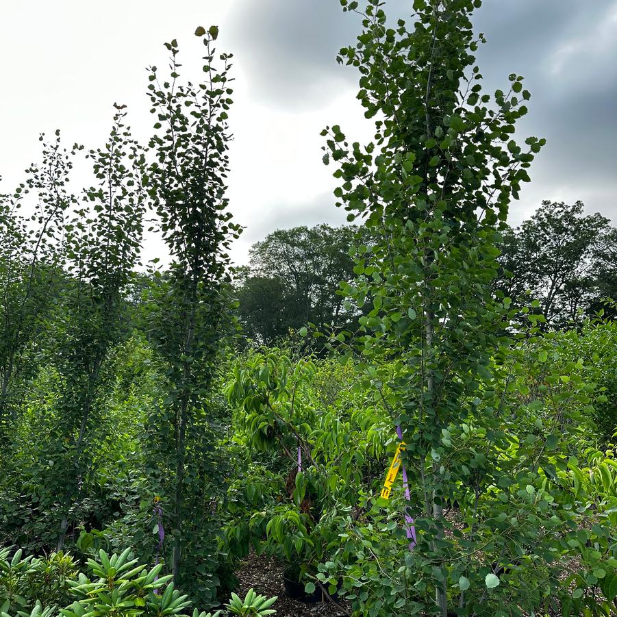 Populus tremula Erecta