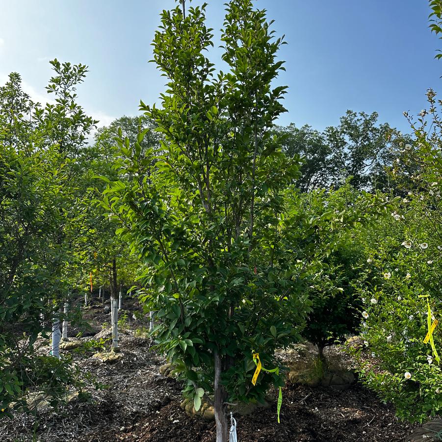 Stewartia pseudocamellia