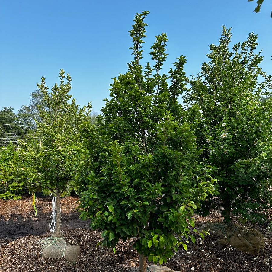 Stewartia pseudocamellia