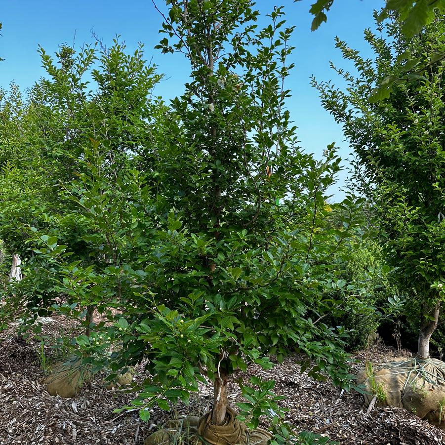 Stewartia pseudocamellia