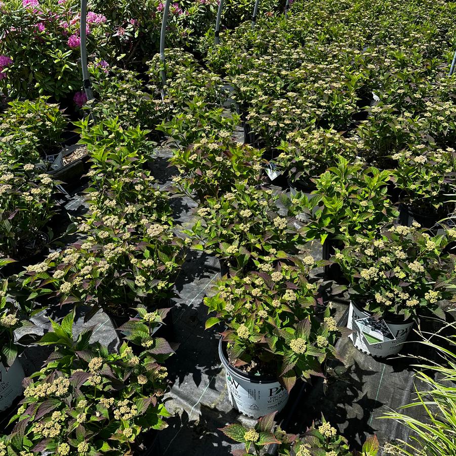 Hydrangea serrata Tiny Tuff Stuff™