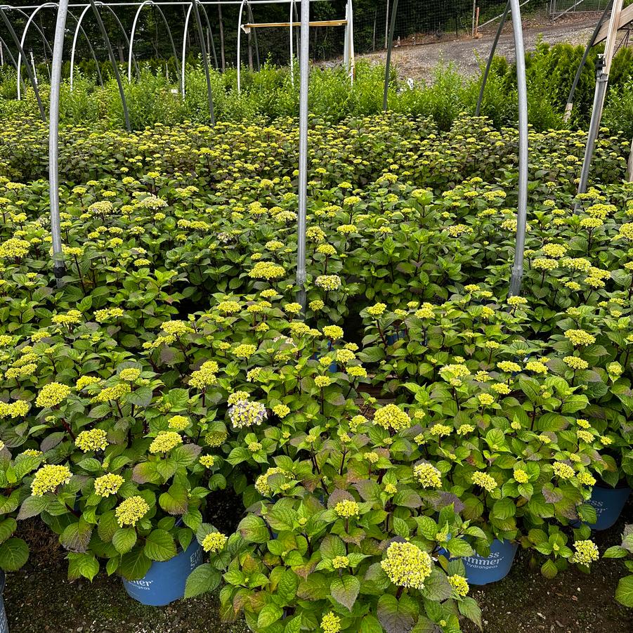 Hydrangea macrophylla BloomStruck®