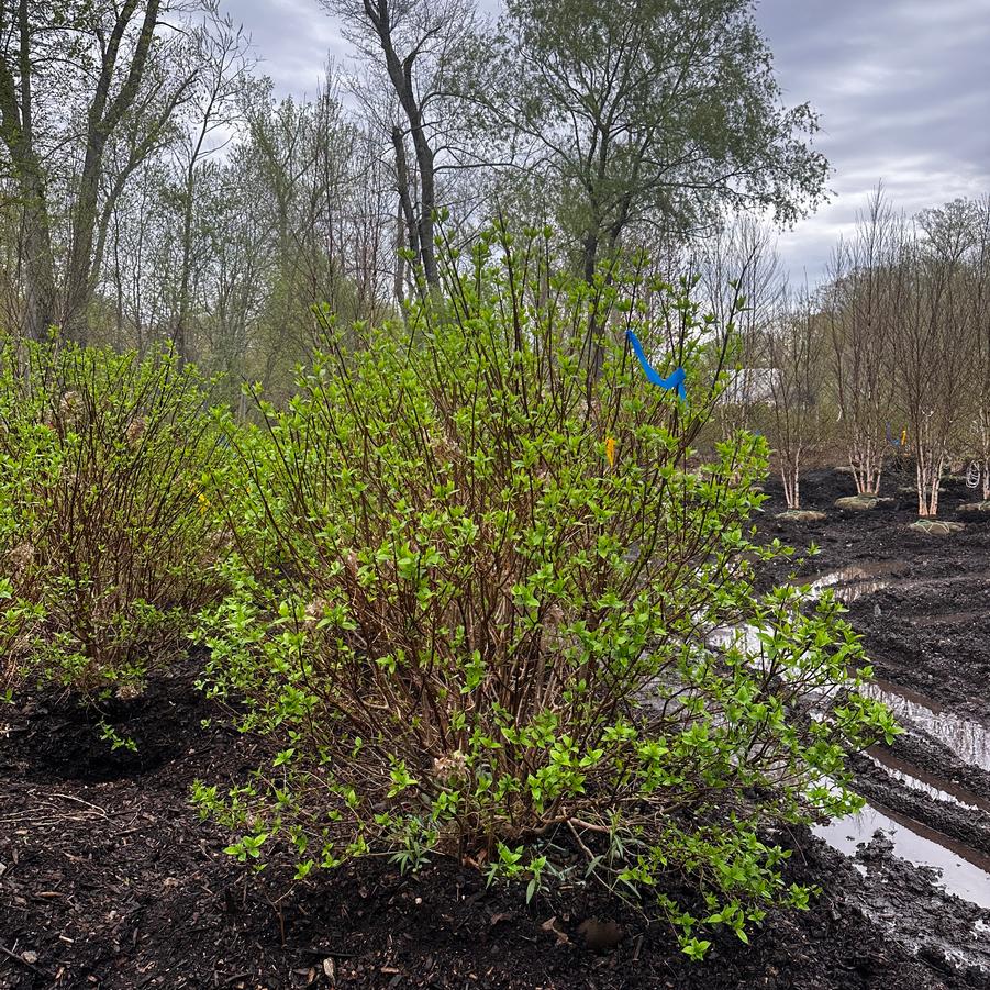 Hydrangea paniculata Limelight